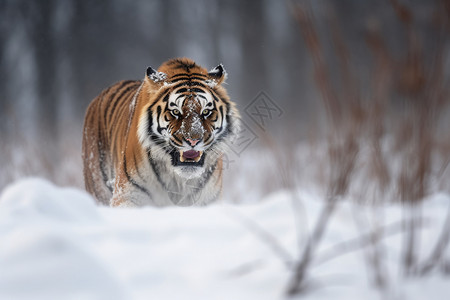 动物老虎森林中的东北虎背景