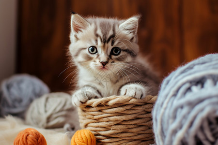 篮里的小猫背景图片