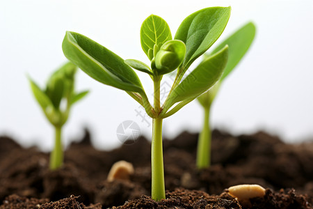 豆发芽油菜豆幼苗在土壤中生长背景