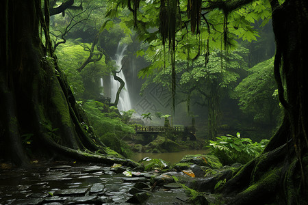 雨林里的瀑布图片