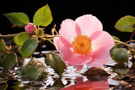 芍药花素材美丽的芍药花在水面上背景