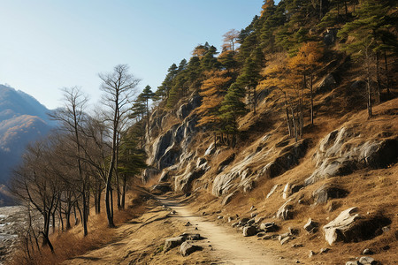 秋天山上的树林图片