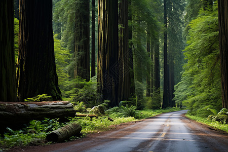 壮观的红杉森林图片