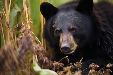 冬眠的黑熊背景图片
