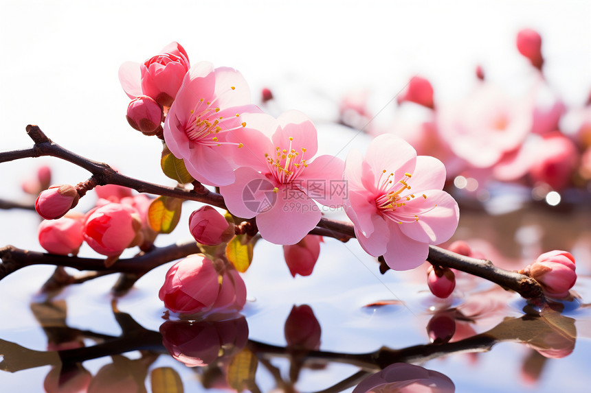 水面上的樱花图片