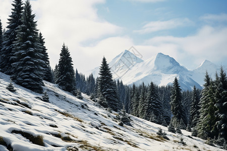 积雪山坡上的树林图片