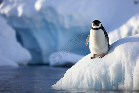 企鹅在小冰山上图片