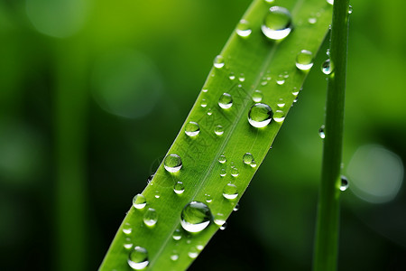 下雨小草清晨的雨滴挂在绿叶上背景
