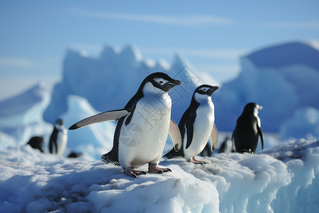 走在冰上南极企鹅聚集在冰山上背景