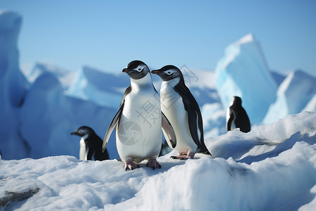 南极企鹅玩雪背景图片