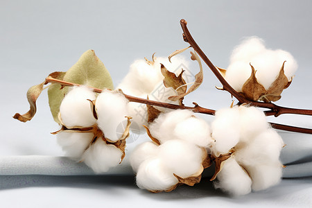 柔软的棉花棉花开花素材高清图片