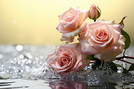 水里的玫瑰花背景图片
