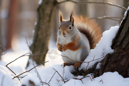 可爱的松鼠在雪地里觅食图片