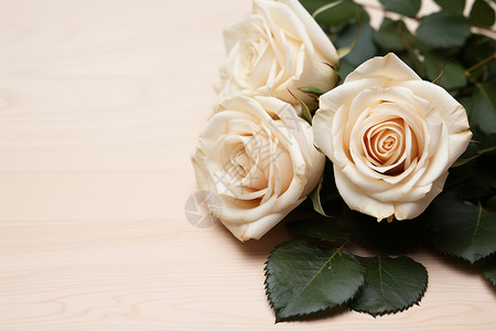 春天里白色玫瑰花背景图片