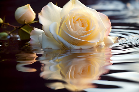 水中的一朵玫瑰背景图片