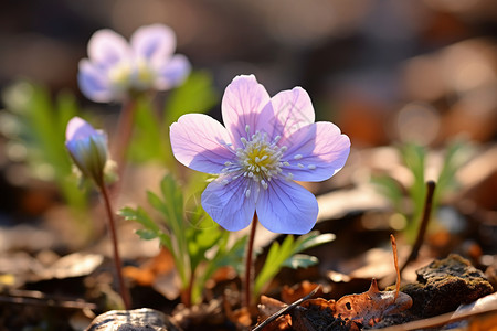 一朵蓝色小花阳光下的花朵背景