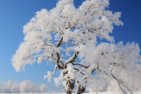 冬季的松树图片