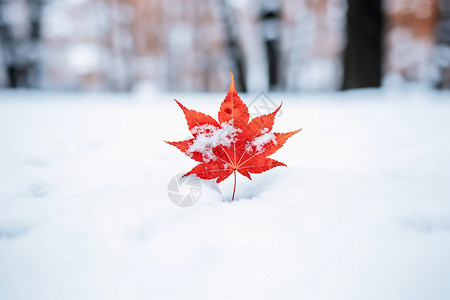 冰雪中的枫叶背景图片