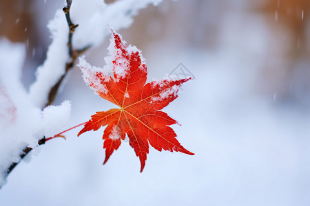 霜枫叶冬日红叶中的冰雪奇观背景
