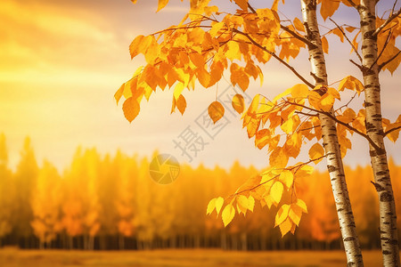 秋日枫叶的美景背景图片