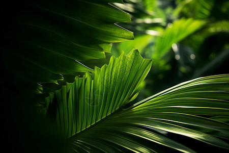 郁郁葱葱的热带雨林高清图片