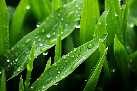 绿色草叶清晨湿草叶上的雨滴背景