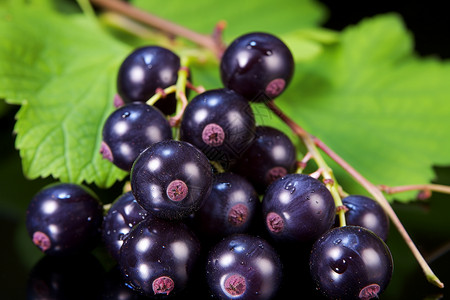 美味多汁的黑莓背景图片