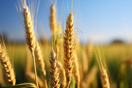 农业种植的小麦田图片