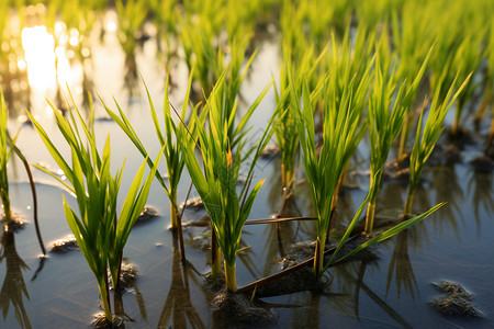 农业种植的水稻田图片