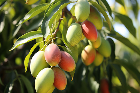 农业种植的芒果果园高清图片