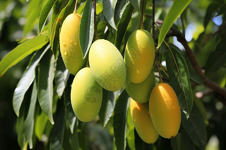 乡村农业种植的芒果果园图片