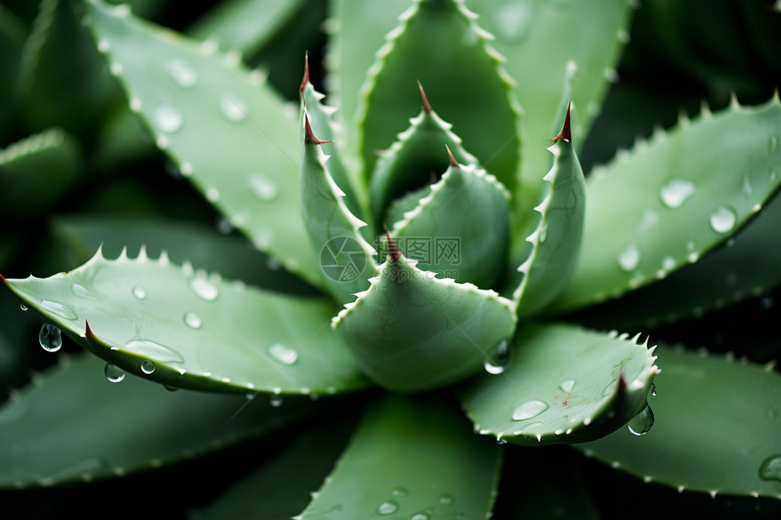 满是露水的仙人掌植物图片