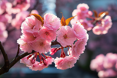 春天户外盛开的美丽樱花花朵背景图片