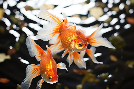 水族馆鱼缸中游泳的金鱼背景图片