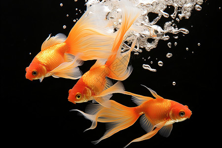 鱼缸中游泳的金鱼背景图片
