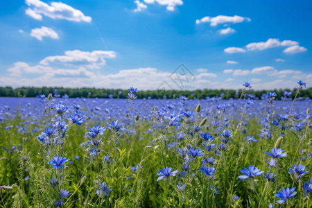 绽放的美丽花海景观图片