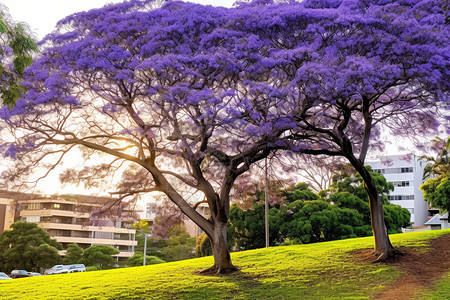夏日公园的紫色梧桐树图片