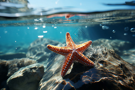 蔚蓝海水中的海星图片