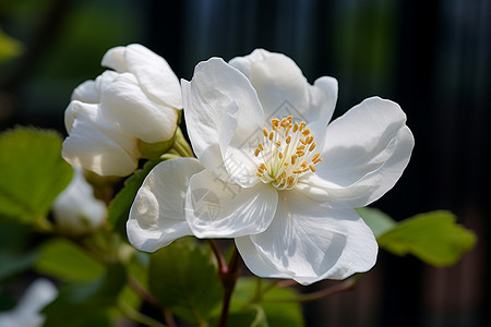 绽放的白色梨花背景图片