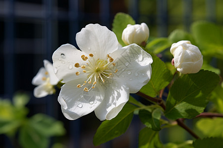 夏季户外盛开的梨花背景图片