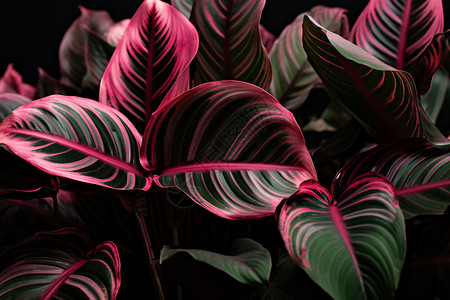 阿罗哈夏季条纹奇特的热带植物叶子背景