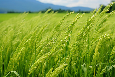 夏季生机勃勃的稻田背景图片