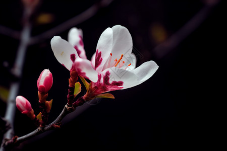 春季枝头绽放的花朵图片