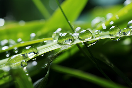 绿叶上滚落的雨滴背景图片