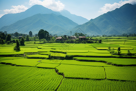 夏季生长的稻田景观图片