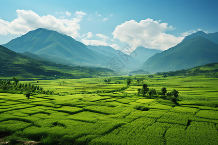 生机勃勃的稻田景观图片