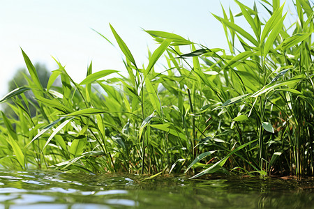 池塘中生长的芦苇图片