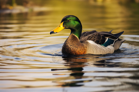 黄嘴鹮鹳水中漂浮的黄嘴野鸭背景