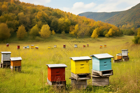 草地上人工养殖的蜂箱图片