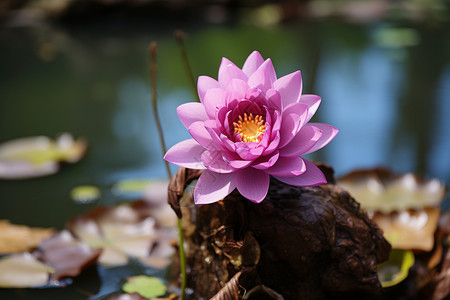 美丽的莲花花朵图片